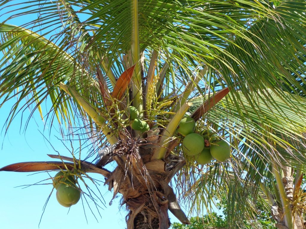 Drzewo kokosowe
