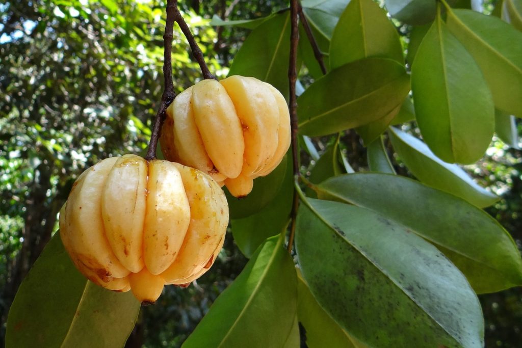 Owoce Garcinia Cambogia