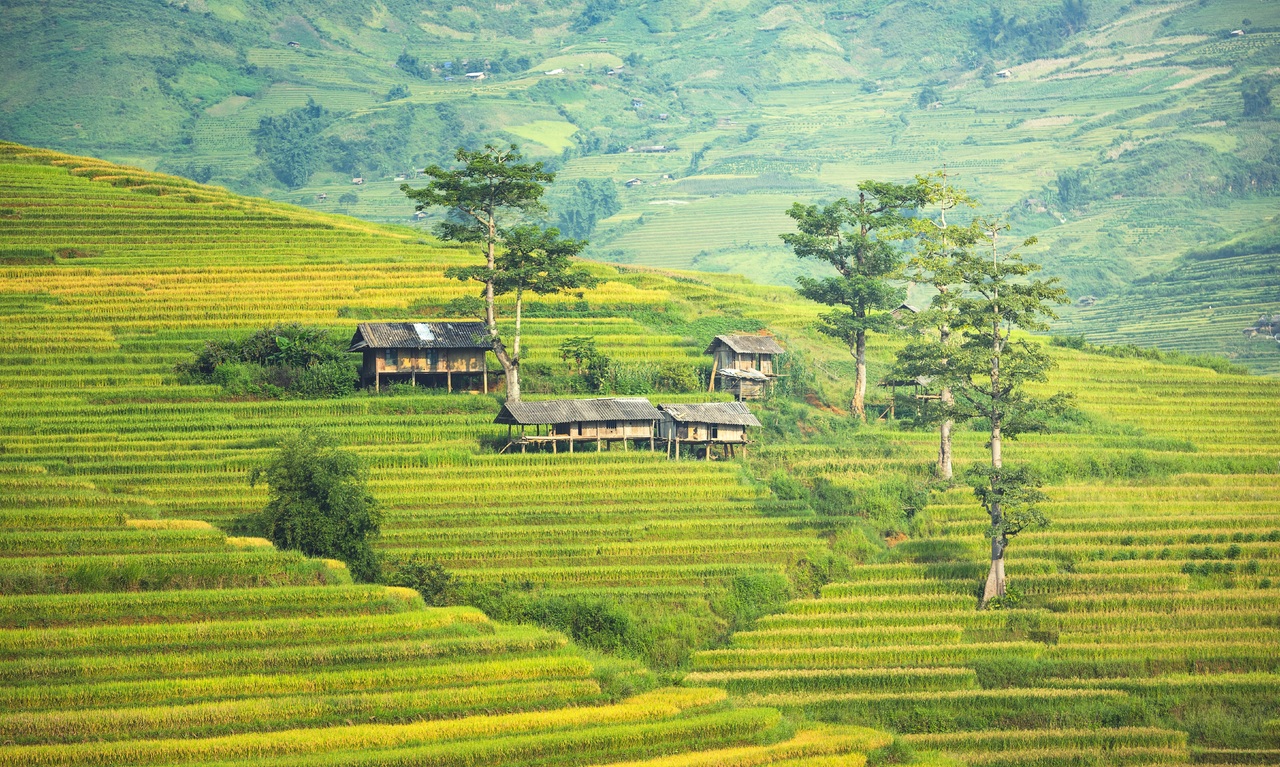 Krajobraz pola ryżowego
