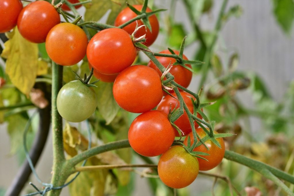 Klasyfikacja pomidorów.